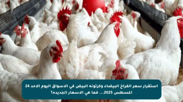استقرار سعر الفراخ البيضاء وكرتونة البيض في الأسواق اليوم الأحد 24 أغسطس 2025… فما هي الأسعار الجديدة؟